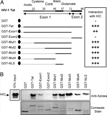 Duplication processes in <i>Saccharomyces cerevisiae</i> haploid strains thumbnail