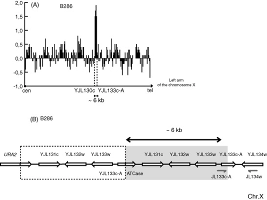 Spontaneous duplications in diploid <i>Saccharomyces cerevisiae</i> cells thumbnail