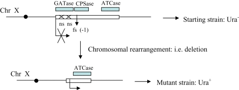 Spontaneous deletions and reciprocal translocations in <i>Saccharomyces cerevisiae</i>: influence of ploidy thumbnail