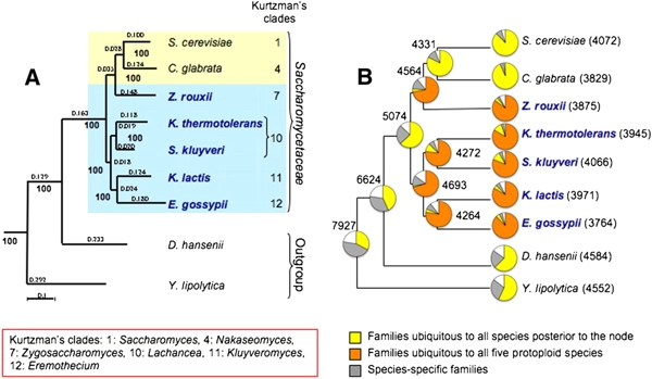 Comparative genomics of protoploid <i>Saccharomycetaceae</i> thumbnail