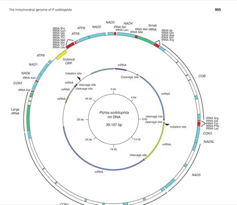 The complete mitochondrial genome of the yeast <i>Pichia sorbitophila</i> thumbnail
