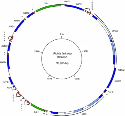 Complete mitochondrial genome sequence of the yeast <i>Pichia farinosa</i> and comparative analysis of closely related species thumbnail