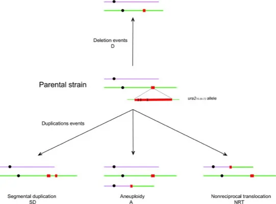 Ploidy influences cellular responses to gross chromosomal rearrangements in <i>Saccharomyces cerevisiae</i> thumbnail