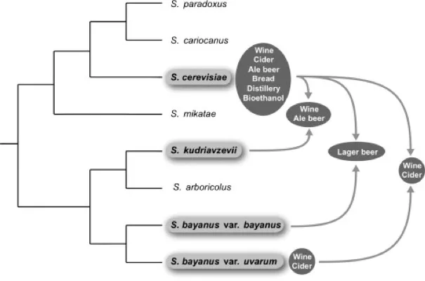 The rise of yeast population genomics thumbnail