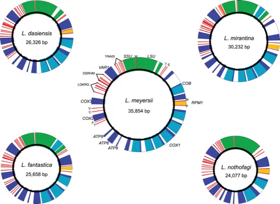 Comparative mitochondrial genomics within and among yeast species of the <i>Lachancea</i> genus thumbnail