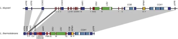 Mitochondrial genome evolution in a single protoploid yeast species thumbnail