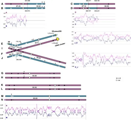 <i>Pichia sorbitophila</i>, an Interspecies Yeast Hybrid, Reveals Early Steps of Genome Resolution After Polyploidization thumbnail