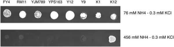 Genetic Basis of Ammonium Toxicity Resistance in a Sake Strain of Yeast: A Mendelian Case thumbnail