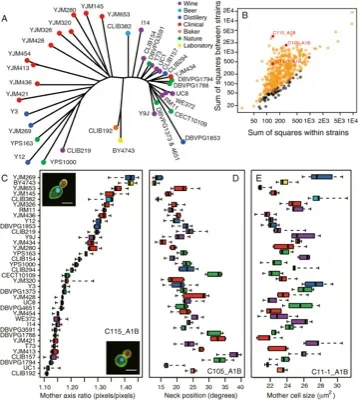 Single-cell phenomics reveals intra-species variation of phenotypic noise in yeast thumbnail