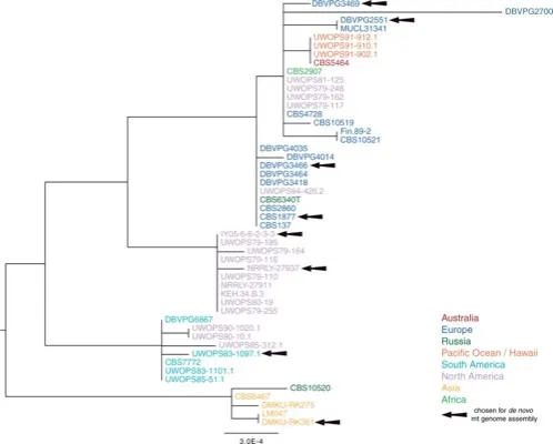 Population genomic analysis reveals highly conserved mitochondrial genomes in the yeast species <i>Lachancea thermotolerans</i> thumbnail