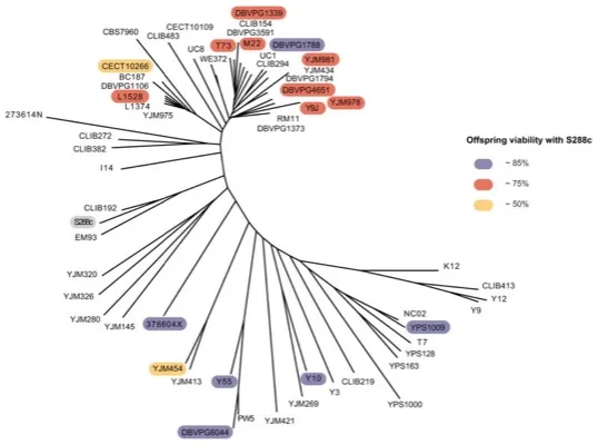 Chromosomal rearrangements as a major mechanism in the onset of reproductive isolation in <i>Saccharomyces cerevisiae</i> thumbnail