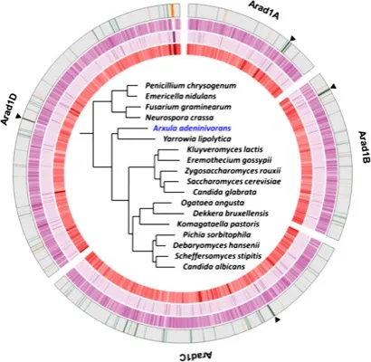 The complete genome of <i>Blastobotrys</i> (<i>Arxula</i>) <i>adeninivorans</i> LS3 - a yeast of biotechnological interest thumbnail