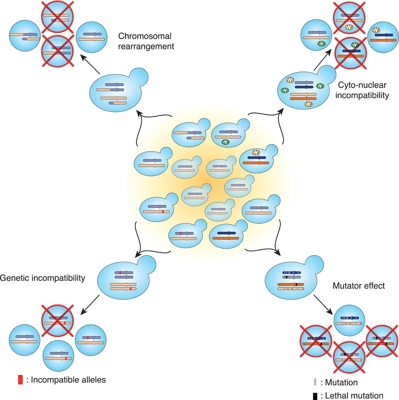 Species-wide survey reveals the various flavors of intraspecific reproductive isolation in yeast thumbnail