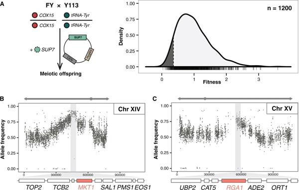 Fitness Trade-Offs Lead to Suppressor Tolerance in Yeast thumbnail