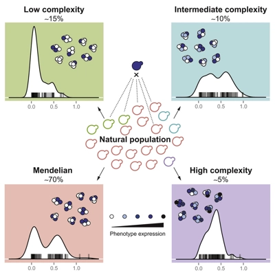 The Hidden Complexity of Mendelian Traits across Natural Yeast Populations thumbnail