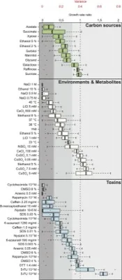 Large-Scale Survey of Intraspecific Fitness and Cell Morphology Variation in a Protoploid Yeast Species thumbnail