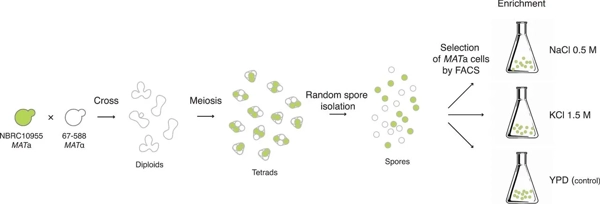 Dissection of quantitative traits by bulk segregant mapping in a protoploid yeast species thumbnail