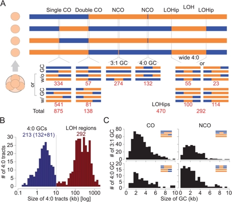 Variation of the meiotic recombination landscape and properties over a broad evolutionary distance in yeasts thumbnail