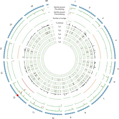 <i>de novo</i> assembly and population genomic survey of natural yeast isolates with the Oxford Nanopore MinION sequencer thumbnail