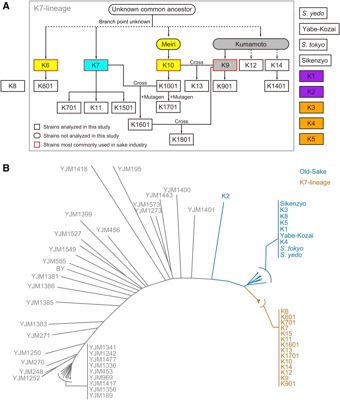 Phenotypic Diagnosis of Lineage and Differentiation During Sake Yeast Breeding thumbnail