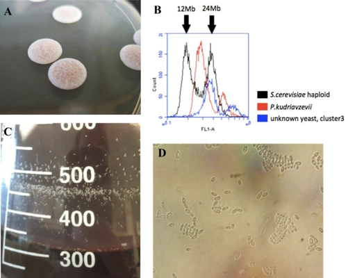 Identification of a novel interspecific hybrid yeast from a metagenomic spontaneously inoculated beer sample using Hi-C thumbnail