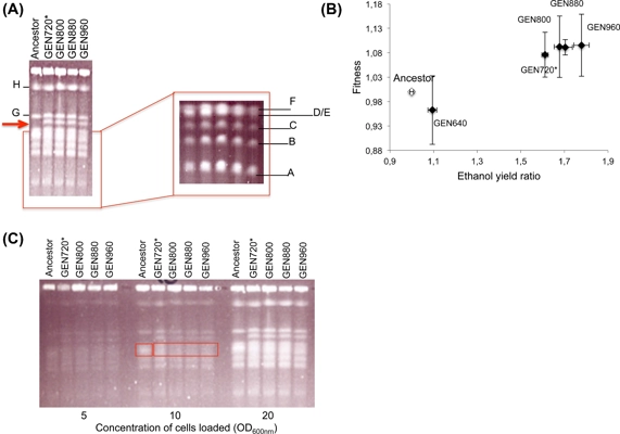 Yeast–bacteria competition induced new metabolic traits through large-scale genomic rearrangements in <i>Lachancea kluyveri</i> thumbnail