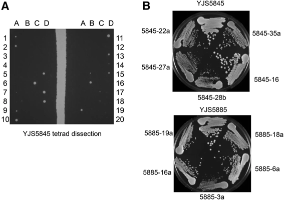Incompatibilities in Mismatch Repair Genes MLH1-PMS1 Contribute to a Wide Range of Mutation Rates in Human Isolates of Baker’s Yeast thumbnail