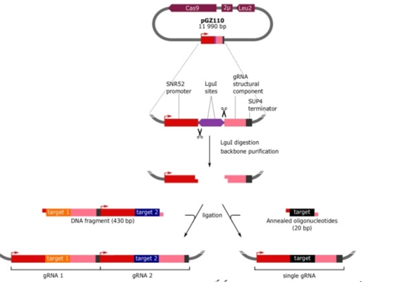 Reshuffling yeast chromosomes with CRISPR/Cas9 thumbnail