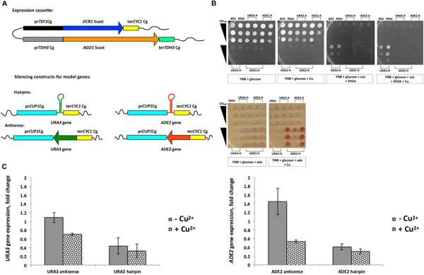 RNAi as a Tool to Study Virulence in the Pathogenic Yeast <i>Candida glabrata</i> thumbnail