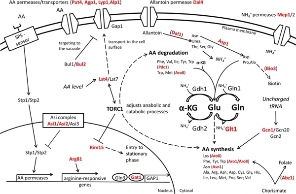 Quantitative Trait Nucleotides Impacting the Technological Performances of Industrial <i>Saccharomyces cerevisiae</i> Strains thumbnail