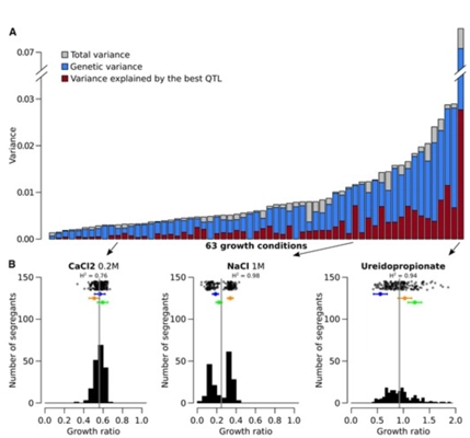 Pervasive Phenotypic Impact of a Large Nonrecombining Introgressed Region in Yeast thumbnail