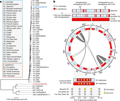 A yeast living ancestor reveals the origin of genomic introgressions thumbnail
