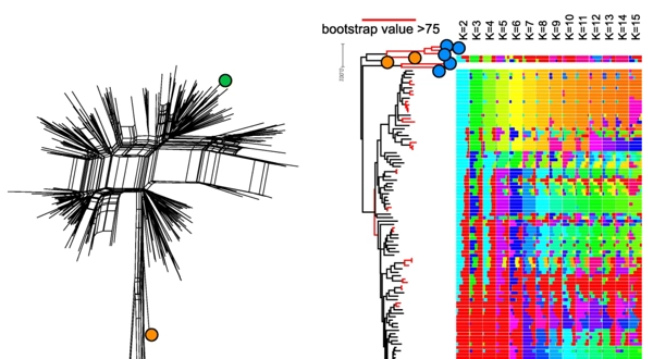 Discordant evolution of mitochondrial and nuclear yeast genomes at population level thumbnail