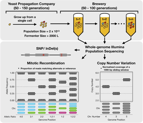 Genomic stability and adaptation of beer brewing yeasts during serial repitching in the brewery thumbnail