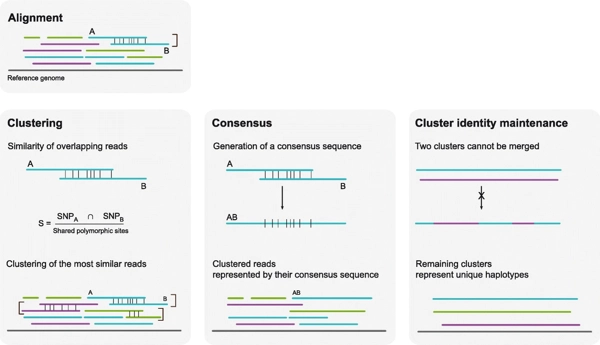 nPhase: an accurate and contiguous phasing method for polyploids thumbnail