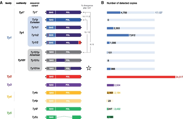 Species-Wide Transposable Element Repertoires Retrace the Evolutionary History of the <i>Saccharomyces cerevisiae</i> Host thumbnail