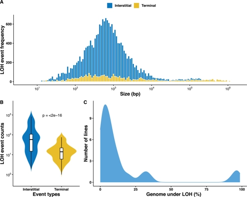 Loss of heterozygosity results in rapid but variable genome homogenization across yeast genetic backgrounds thumbnail