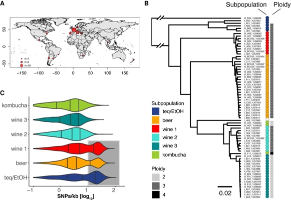Different trajectories of polyploidization shape the genomic landscape of the Brettanomyces bruxellensis yeast species thumbnail