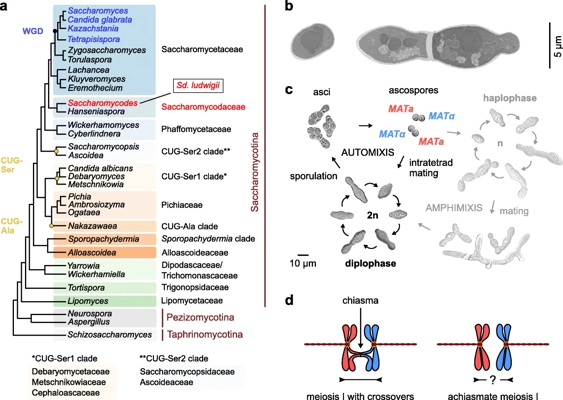 Sex without crossing over in the yeast <i>Saccharomycodes ludwigii</i> thumbnail