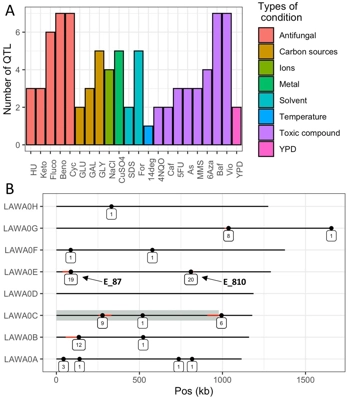 Dissection of quantitative trait loci in the Lachancea waltii yeast species highlights major hotspots thumbnail