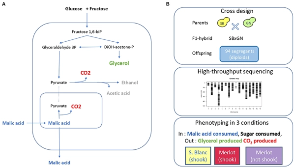 Flor Yeasts Rewire the Central Carbon Metabolism During Wine Alcoholic Fermentation thumbnail