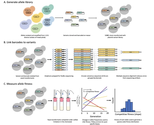 High-throughput functional analysis of natural variants in yeast thumbnail
