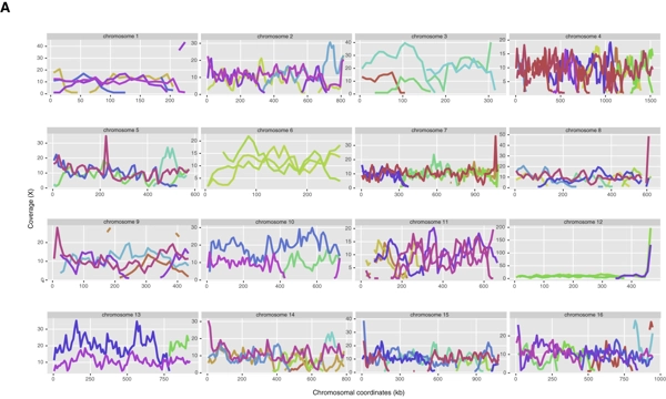 Phased polyploid genomes provide deeper insight into the multiple origins of domesticated <i>Saccharomyces cerevisiae</i> beer yeasts thumbnail