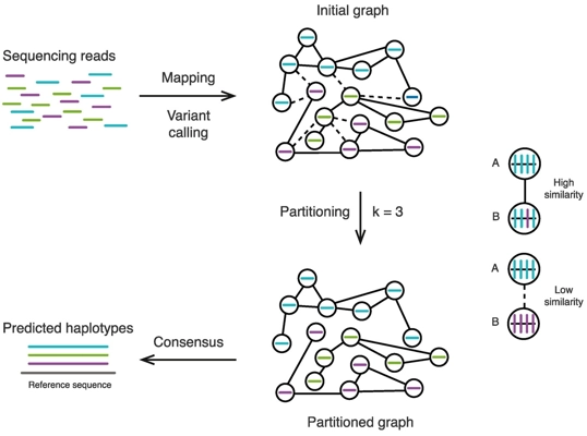 Towards accurate, contiguous and complete alignment-based polyploid phasing algorithms thumbnail