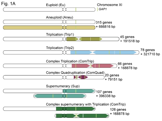 Copy number variants alter local and global mutational tolerance thumbnail
