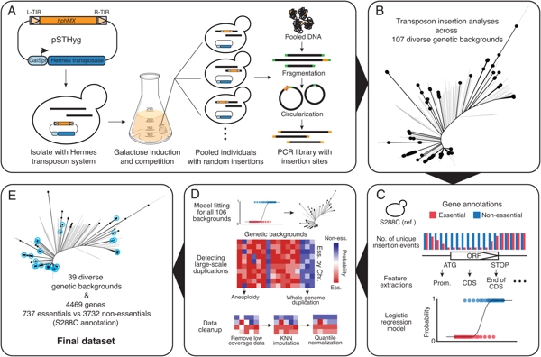 Loss-of-function mutation survey revealed that genes with background-dependent fitness are rare and functionally related in yeast thumbnail