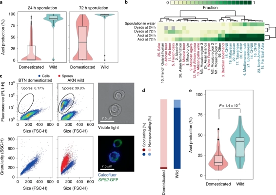 Domestication reprogrammed the budding yeast life cycle thumbnail