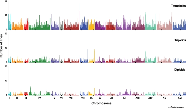 Loss of Heterozygosity Spectrum Depends on Ploidy Level in Natural Yeast Populations thumbnail
