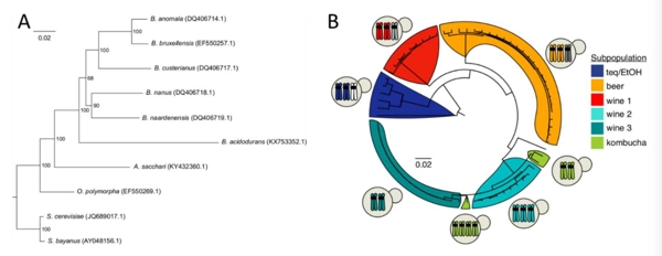 <i>Brettanomyces bruxellensis</i>: Overview of the genetic and phenotypic diversity of an anthropized yeast thumbnail