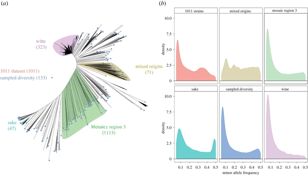 Extensive simulations assess the performance of genome-wide association mapping in various <i>Saccharomyces cerevisiae</i> subpopulations thumbnail